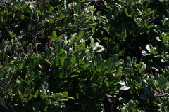 Cupaniopsis anacardioides