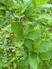 Lonicera alpigena