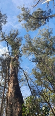 Eucalyptus obliqua