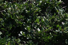 Cupaniopsis anacardioides