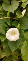 Calystegia