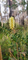 Acacia verticillata