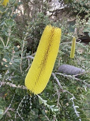 Banksia praemorsa