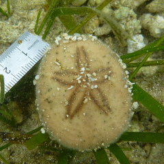 Jacksonaster depressum