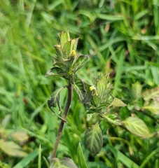 Crossandra fruticulosa