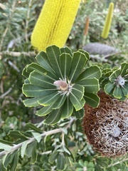 Banksia praemorsa