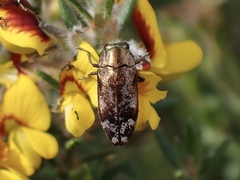 Diphucrania acuducta