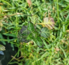 Crossandra fruticulosa