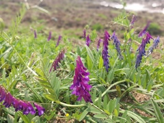 Vicia villosa