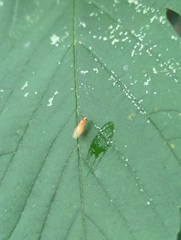 Agathomyia wankowiczii