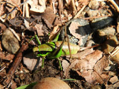 Eupholidoptera chabrieri