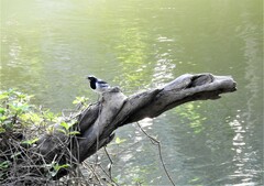 Motacilla maderaspatensis