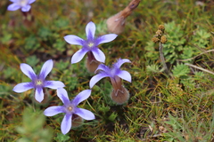 Cyananthus incanus