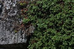 Chenopodium robertianum