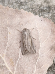 Mythimna riparia