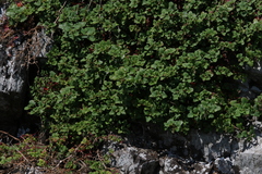 Chenopodium robertianum