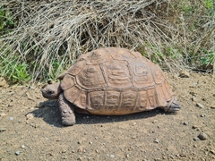 Stigmochelys pardalis