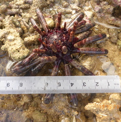 Phyllacanthus imperialis