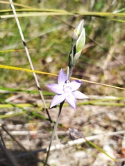 Thelymitra graminea