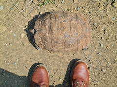 Stigmochelys pardalis