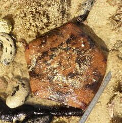 Culcita novaeguineae