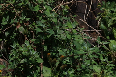 Chenopodium trigonon stellulatum