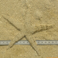 Archaster typicus