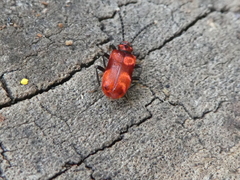 Lemodes coccinea