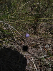 Thelymitra graminea