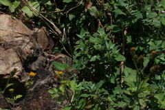 Chenopodium trigonon stellulatum