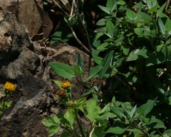 Chenopodium trigonon stellulatum