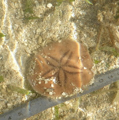 Jacksonaster depressum