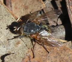 Calliphora
