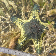 Pentaceraster alveolatus