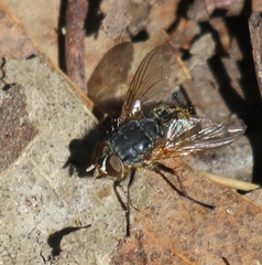 Calliphora