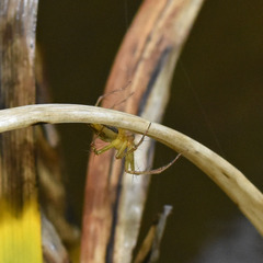 Oxyopes sertatus