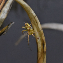 Oxyopes sertatus