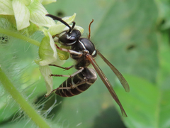 Vespula shidai
