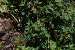 Chenopodium trigonon stellulatum