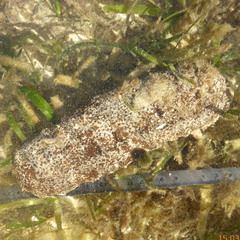 Actinopyga echinites