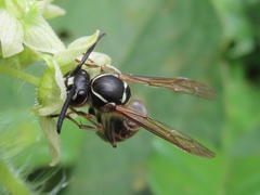 Vespula shidai