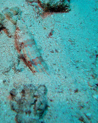 Synodus dermatogenys