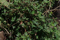 Chenopodium trigonon stellulatum