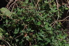Chenopodium trigonon stellulatum