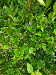 Atalantia monophylla