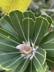 Banksia praemorsa