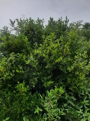 Atalantia monophylla