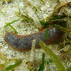 Holothuria edulis
