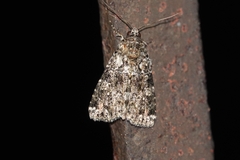 Callopistria latreillei
