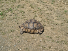Stigmochelys pardalis